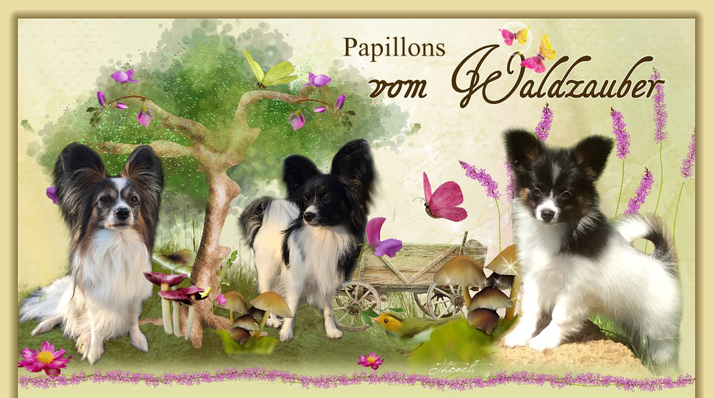 Papillons vom Waldzauber